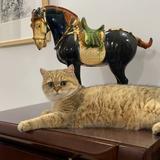 天麒85012466头像