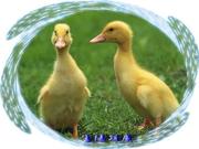 甘孜99的个人资料头像