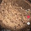 一往无前风声W头像