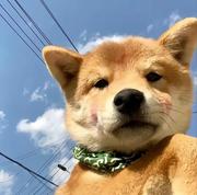 抓鱼仔的个人资料头像