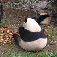 薛定谔的猫1230头像