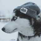 前端大虾的个人资料头像