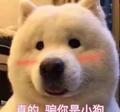 菜菜子大喵头像