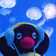 Ocean0306的个人资料头像