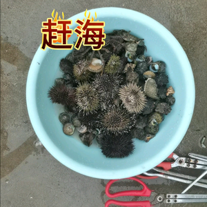 老王赶海游乐园头像