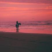 Romanticoseu的个人资料头像