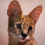 arsentiii的个人资料头像