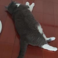 铲屎王霸头像