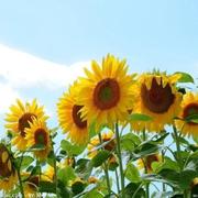 知足常樂的个人资料头像