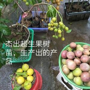 杰出超生果树苗(乌坡老市场)头像