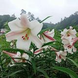 明月青云978头像