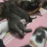 爱飙车的猫猫王头像