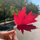早晚遇见你头像