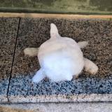 理想会发光头像