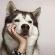 大腹先生的个人资料头像