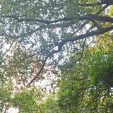 芊芊方草头像