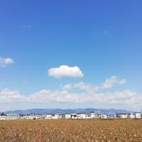 海清4493头像