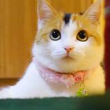 黄家小花妞儿头像