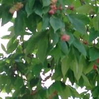 有趣的山丘vv头像