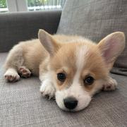 coderevan的个人资料头像