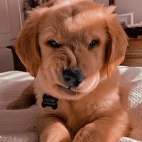 mc脑子瓦特了头像