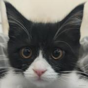 zong的个人资料头像