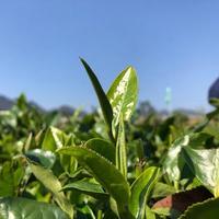 卖茶叶的叔叔头像