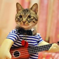 灵活巧手的胖纸头像