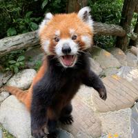 今晚睡沙发咯头像