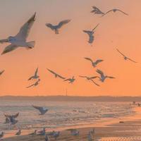 番茄110841233586头像