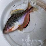 鱊王呈祥头像