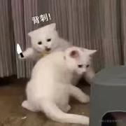 啊巴啊巴www的个人资料头像