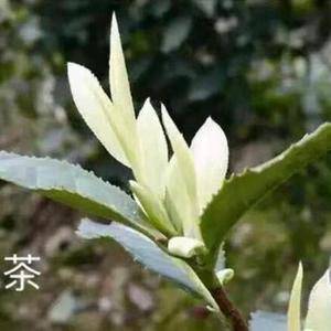 刘鼎茶叶头像