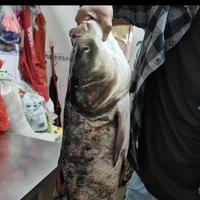 乐观的小猫O76头像