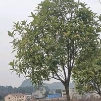 用户9270006596229头像
