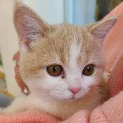 莓良心的个人资料头像