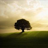 tree0603头像