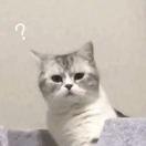 朱朱Lucas的个人资料头像