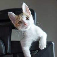 极小的维梓头像