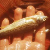 山野千里1头像