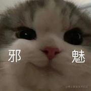 西八猫的个人资料头像