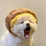 不凡的一片星空头像