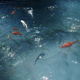 勇敢的水滴hqm头像