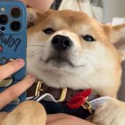 liuliuya的个人资料头像