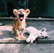 Kinken的个人资料头像