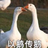 -YPO头像