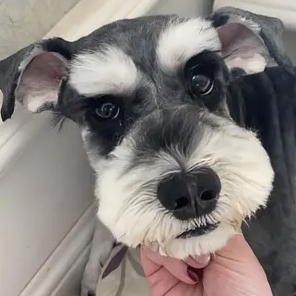 爱吃饭的六六头像