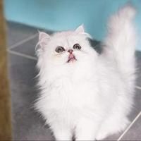 喵大爷猫咪生活馆头像