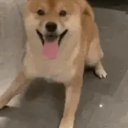小鱼不是鱼的个人资料头像