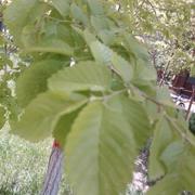 向往神鹰的个人资料头像